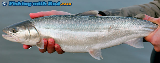 Bull Trout, Salvelinus confluentus