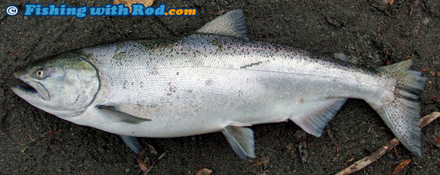 Chinook Salmon, Oncorhynchus tshawytscha