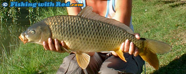 Common Carp, Cyprinus carpio