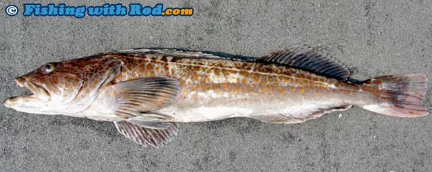 Lingcod Lingcod