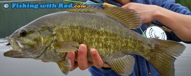 Smallmouth Bass on a Banjo Minnow, Catching Smallmouth Bass…