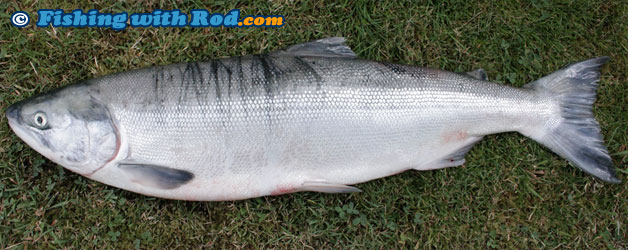 Sockeye Salmon, Oncorhynchus nerka