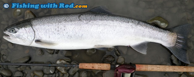 Steelhead, Oncorhynchus mykiss