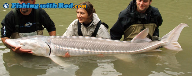 White Sturgeon, Acipenser transmontanus