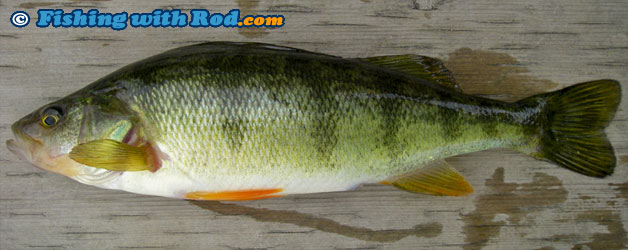 Yellow perch