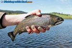 Colourful brook trout from Thompson-Nicola