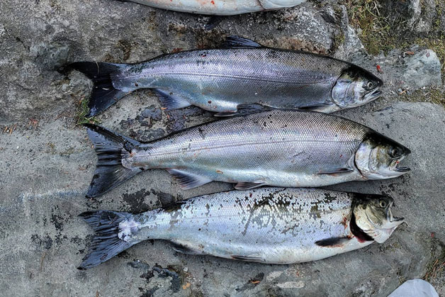 Capilano River coho salmon. Photo by Chris Angerer