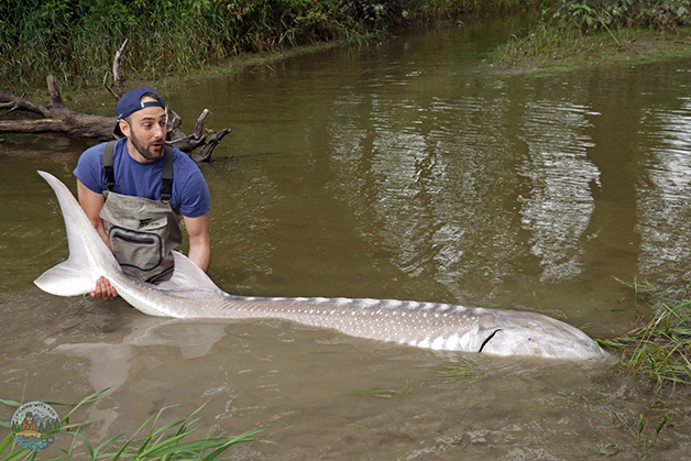 Fraser River white sturgeon fishing