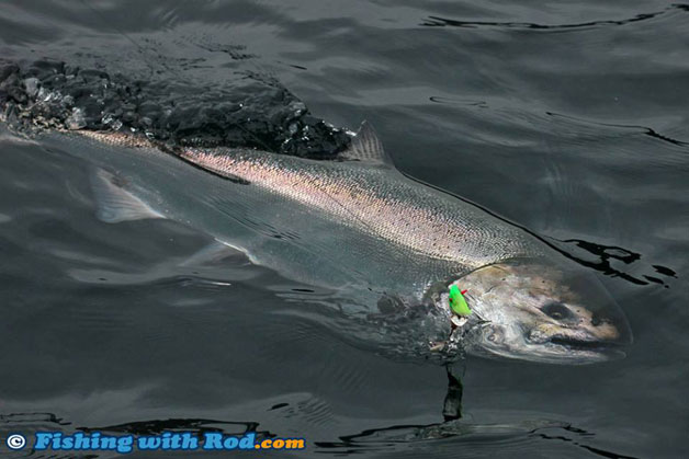 Trophy Sized Chinook Salmon at Knight Inlet Trophy Sized Chinook Salmon at Knight Inlet