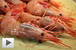 Catch and Cook BC Spot Prawn